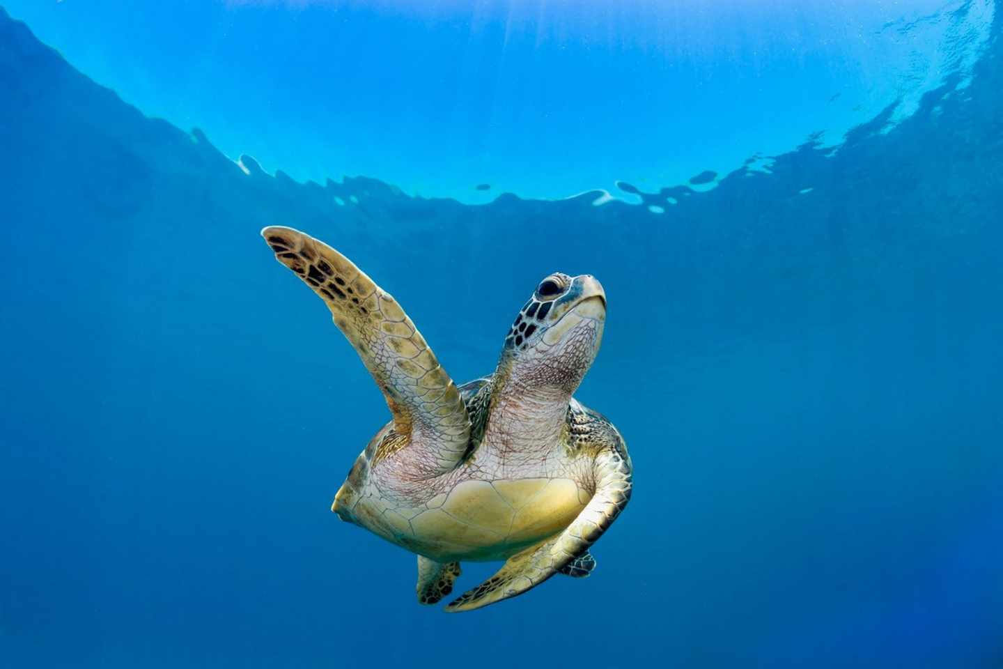 tauchsafari-schildkroete-pa-manta-tauchreisen.jpg