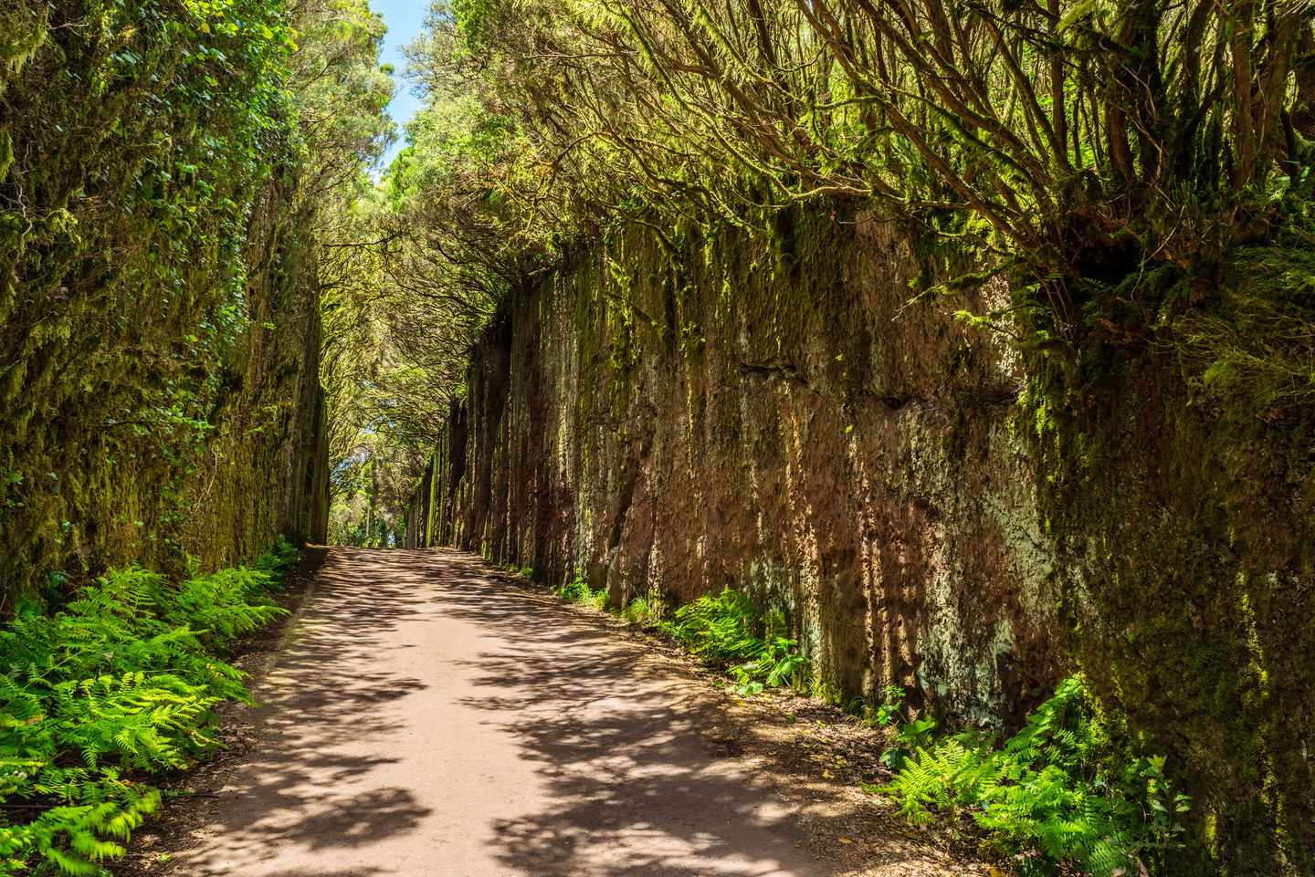 blt5c0ff7c918752d67-spanien-kanaren-teneriffa-anaga-rural-parl-camino-viejo-al-pico-del-ingle_s-g-1413583608.jpg Camino Viejo El Pico de Inglés im Park Anaga Rural