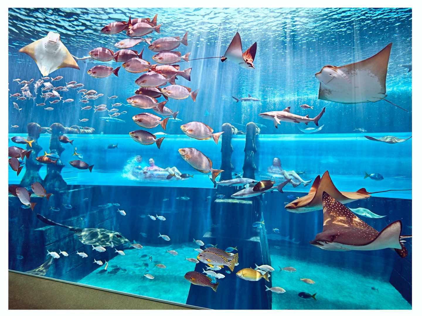 vae-dubai-aquaventure-sharkattack-partner.jpg