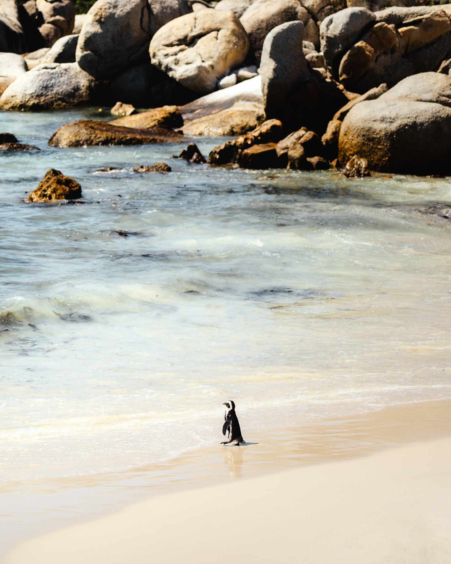 bltf987e6dc9460417a-suedafrika-kapstadt-influencer-content-BouldersBeach3-merry-amber.jpg Pinguin am Strand von Boulders Beach bei Kapstadt