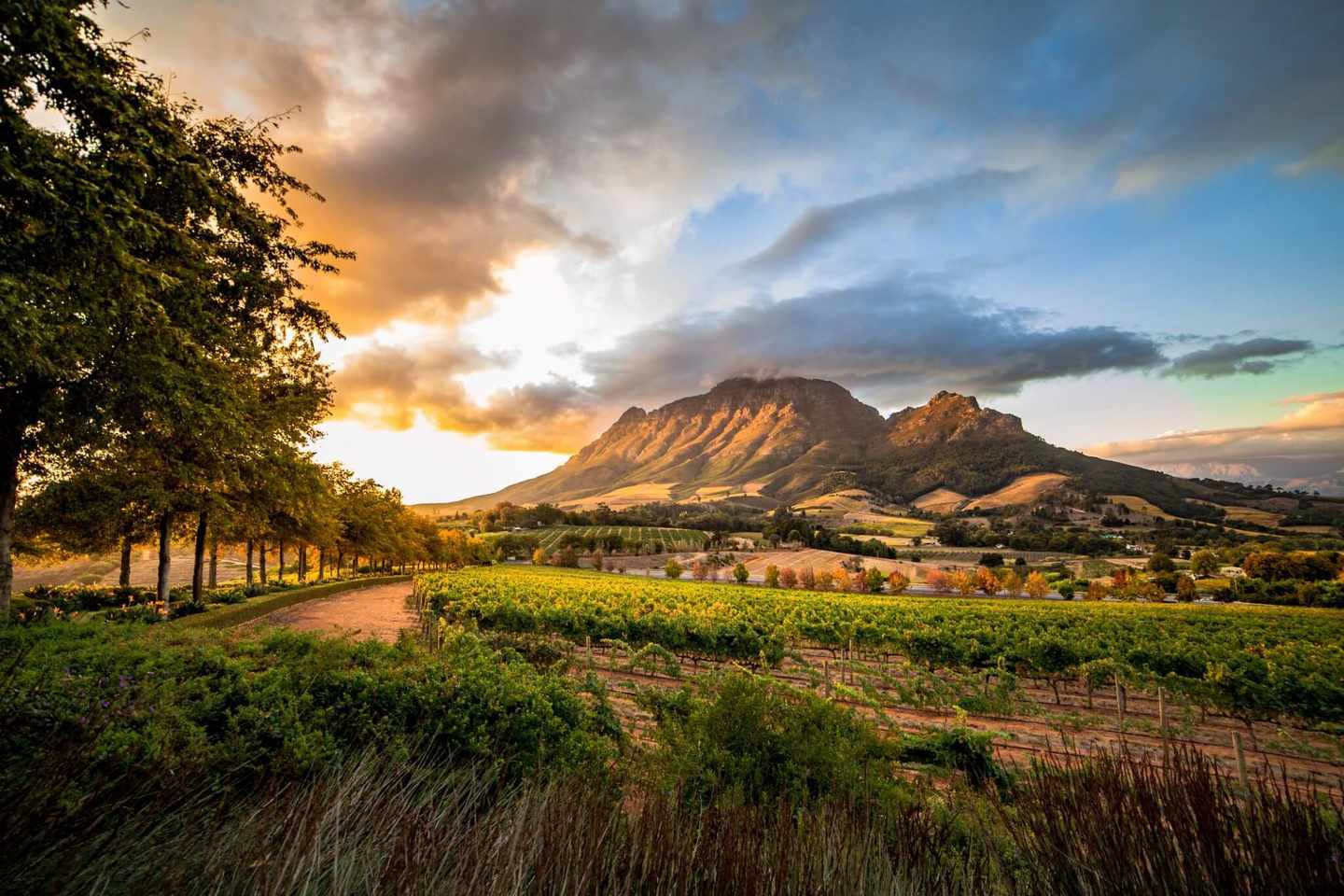 suedafrika-capewinelands-stellenbosch-weinberge-g-945081444.jpg