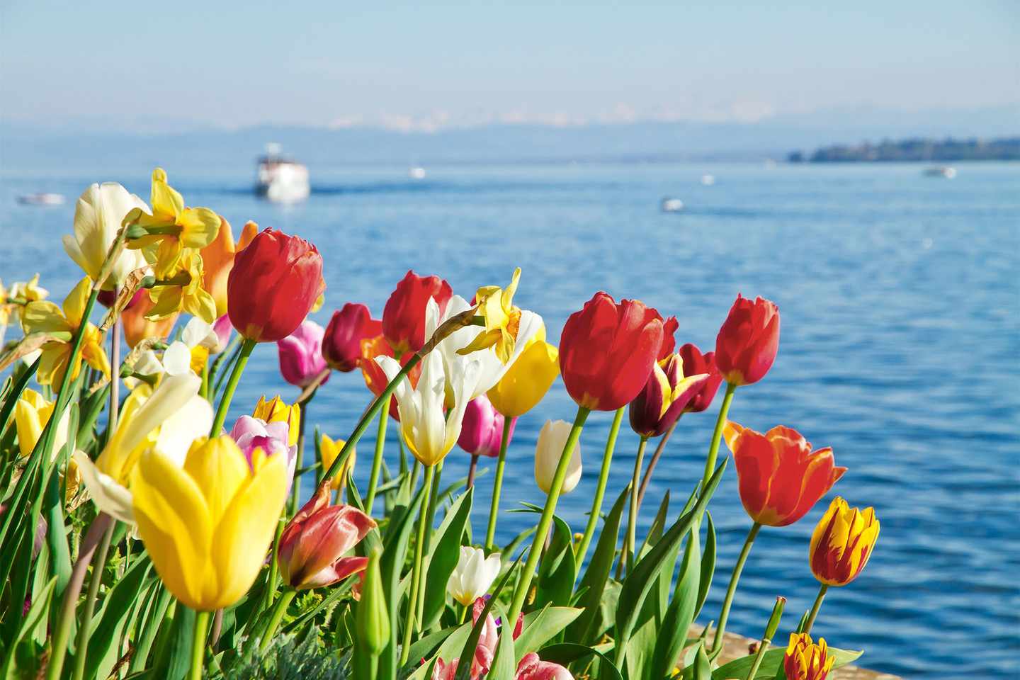 deutschland-bodensee-die-drei-schoensten-inseln-tulpen-am-ufer-g-517688538.jpg
