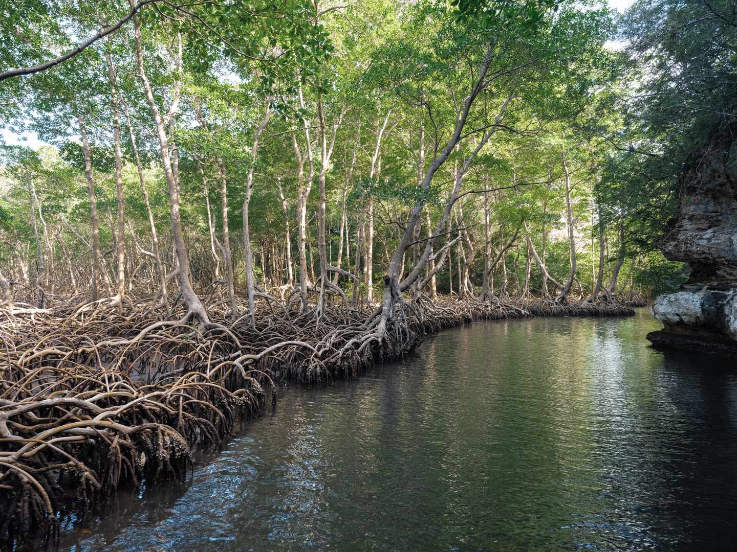 Dominikanische-Republik-Samana-Los-Haitises-Nationalpark-g1326908898.jpg