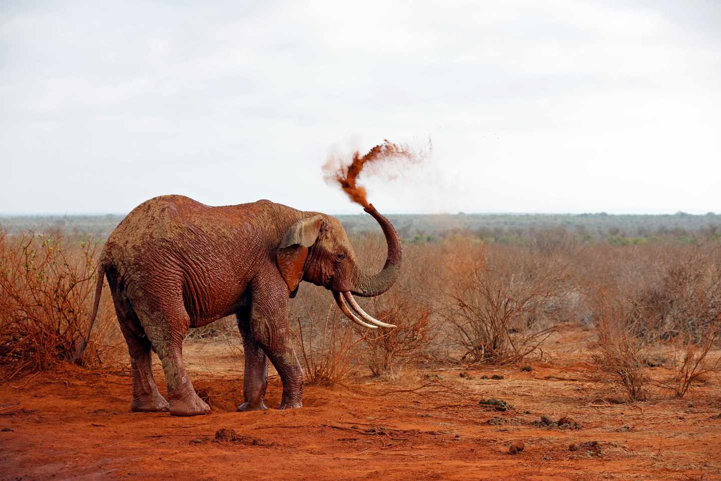 kenia-elefant-staubdusche-g-1471409255.jpg