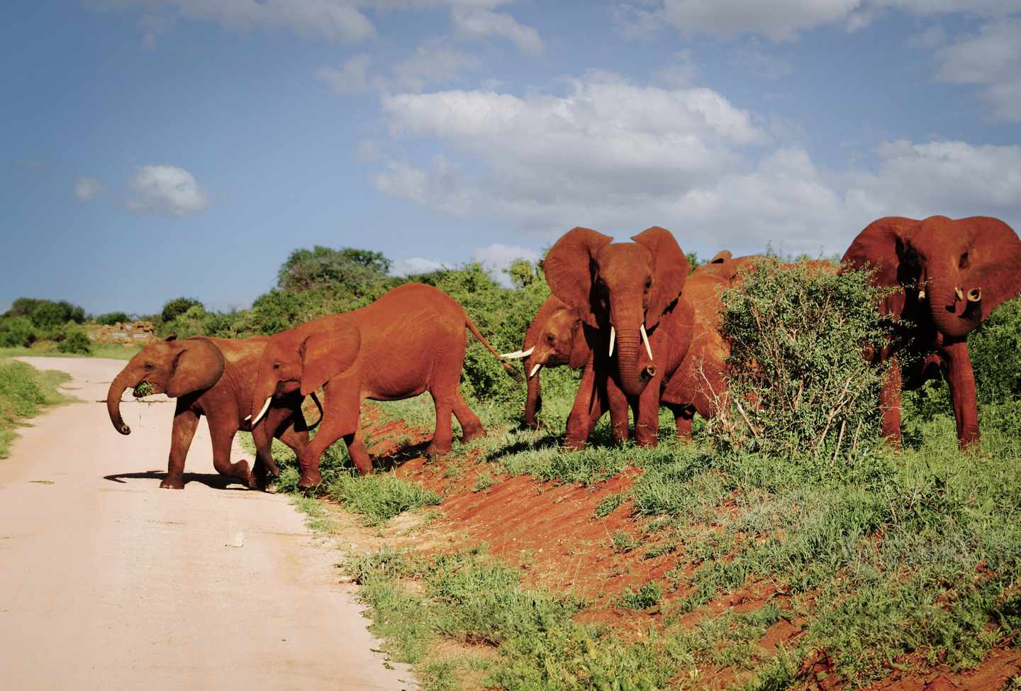 afrika-kenia-safari-elefanten-g-466286496.jpg