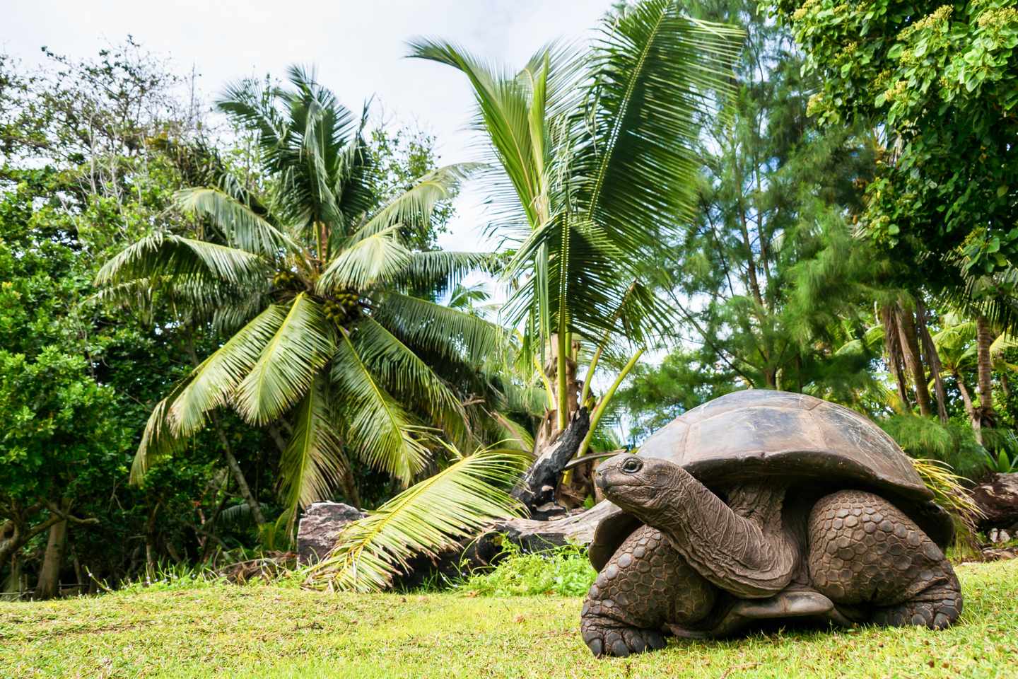 seychellen-curieuse-island-curious-marine-national-park-aldabra-riesenschildkröte-g-1202448374.jpg