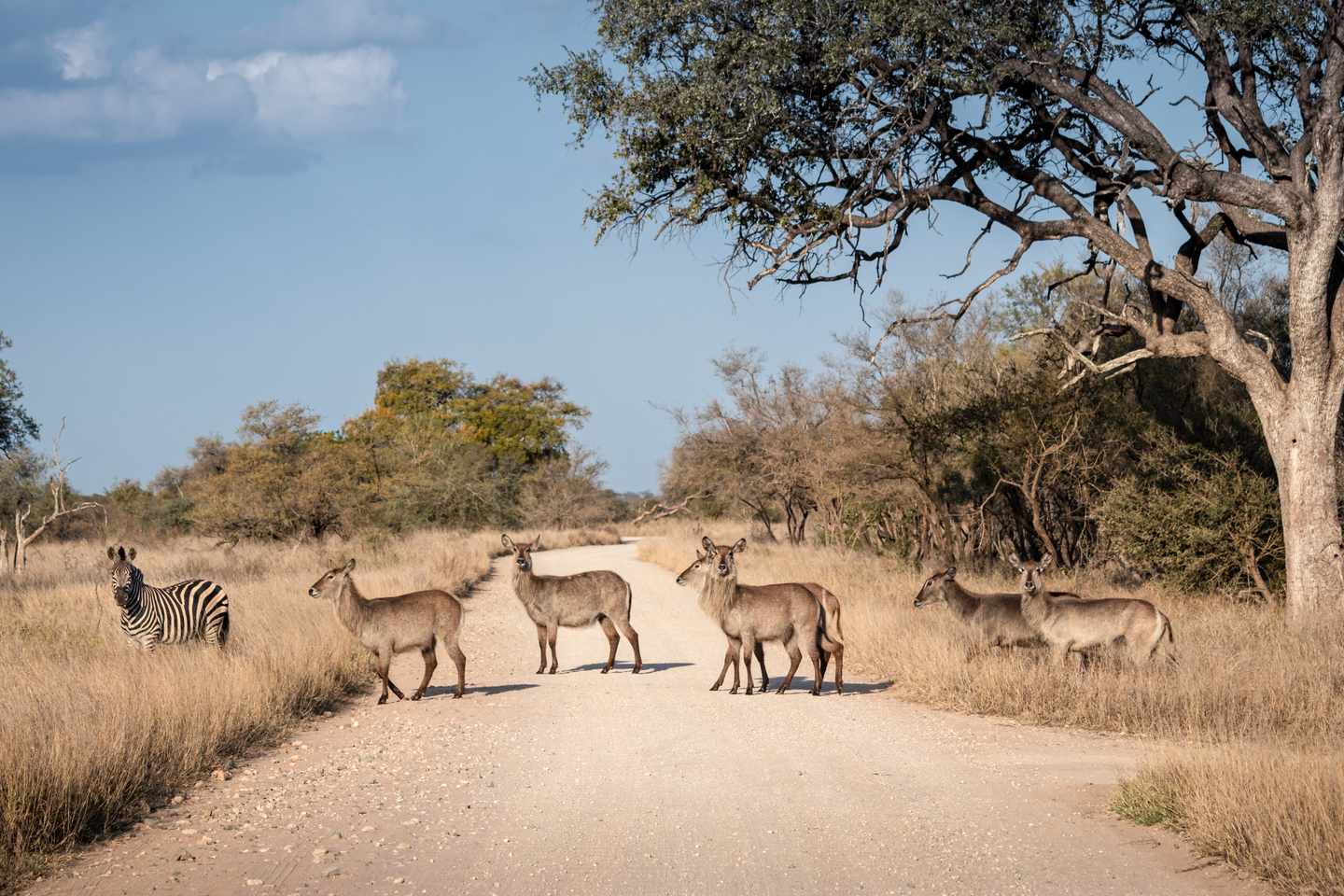 suedafrika-kruger-nationalpark-wasserbock-g-1912461591.jpg