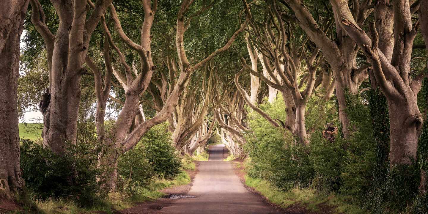 nordirland-the-dark-hedges-game-of-thrones-drehort-g-1039590134.jpeg