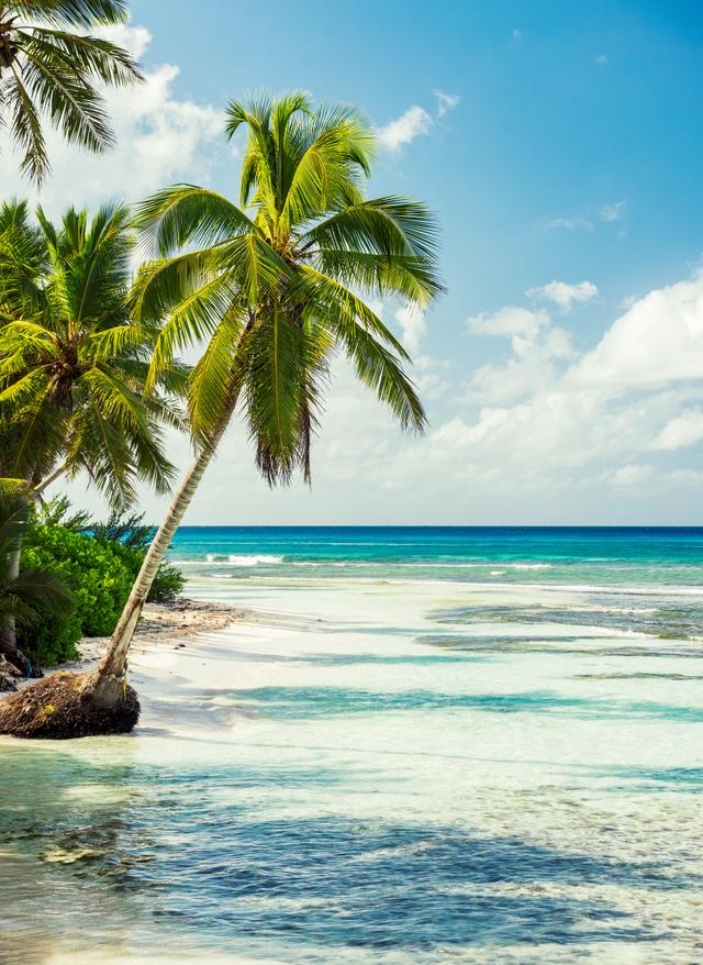 Alle Karibik-Angebote Karibik Luftaufnahme von Strand mit Palmen und Meer