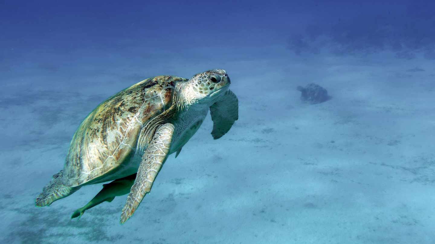 aegypten-marsa-alam-schildkroete-g-1435246024-2.jpg