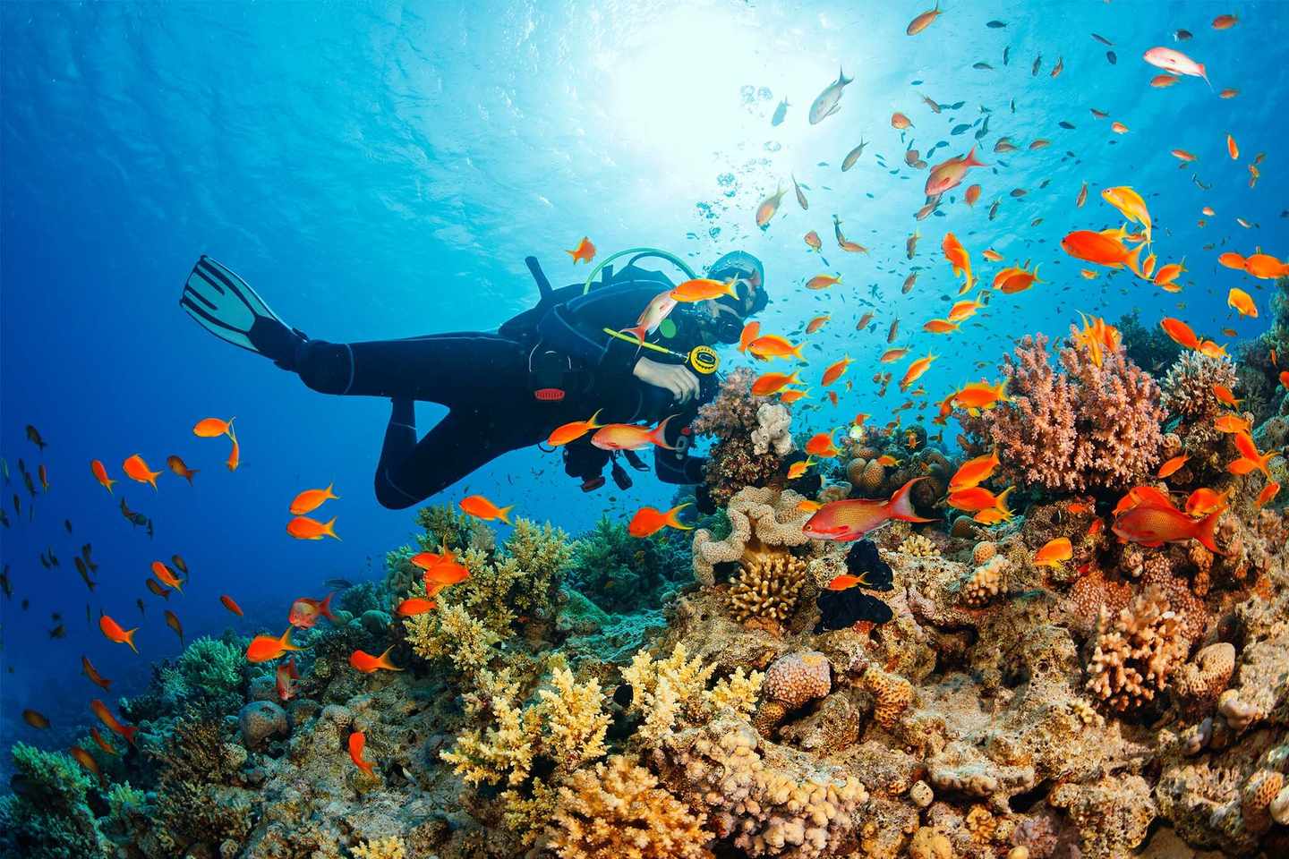 griechenland-taucher-im-schwarm-von-fischen-g-498283106.jpg