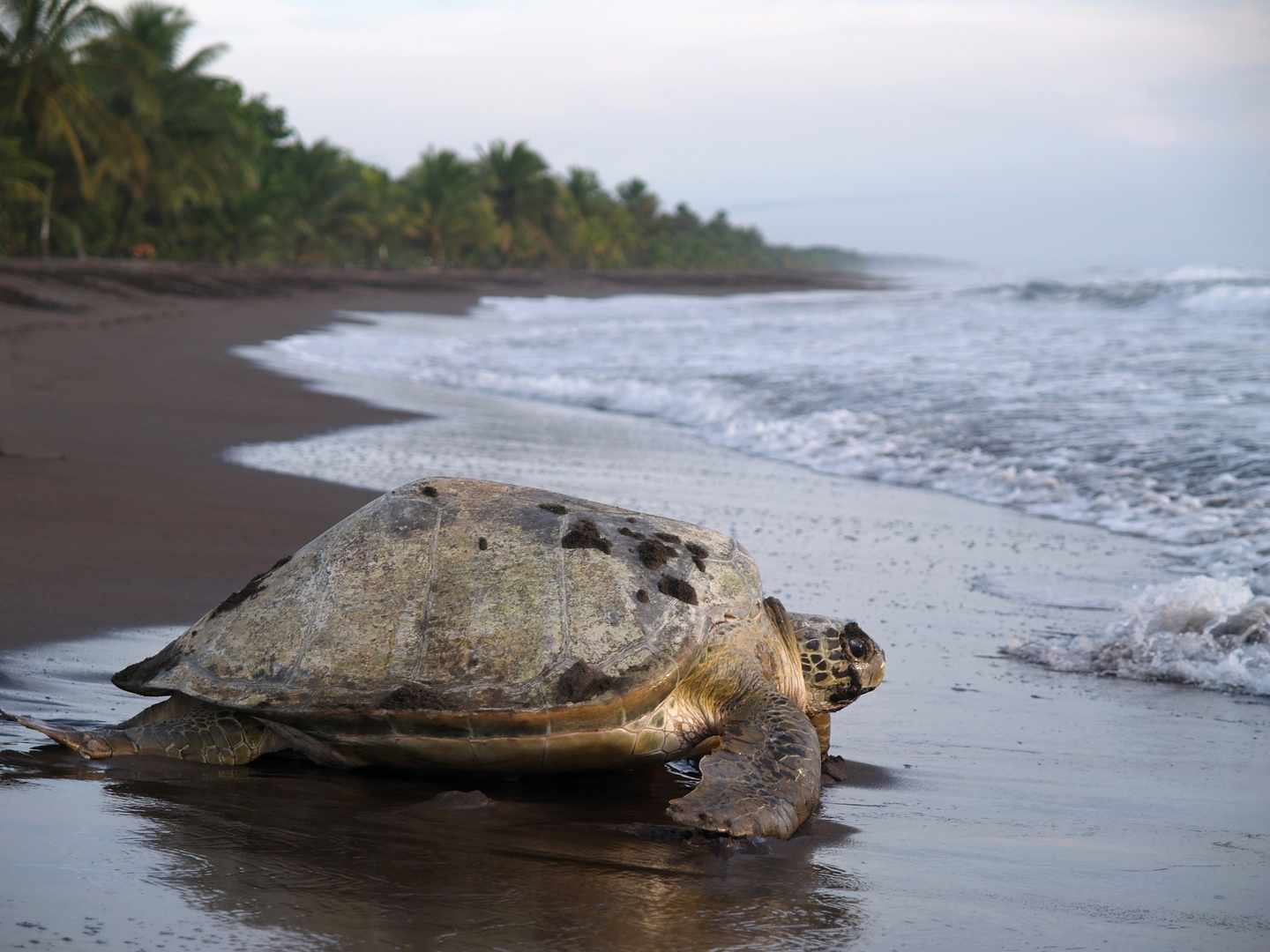 costa-rica-meeresschildkroete-tortuguero-nationalpark-g-131990050.jpg