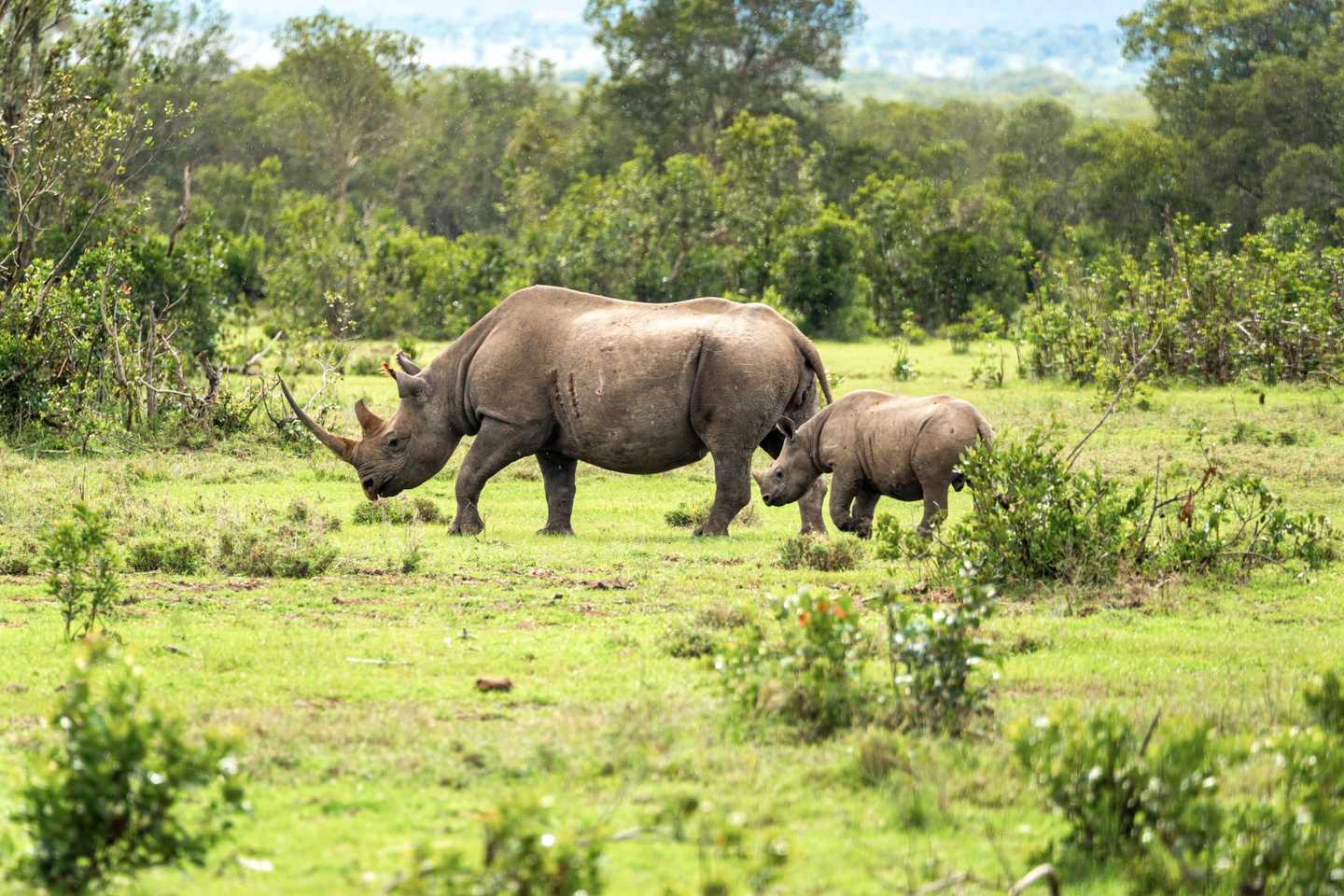 kenia-ol-pejeta-conservancy-nashorn-mit-jungtier-in-gruener-savanne-g-2203286893.jpg