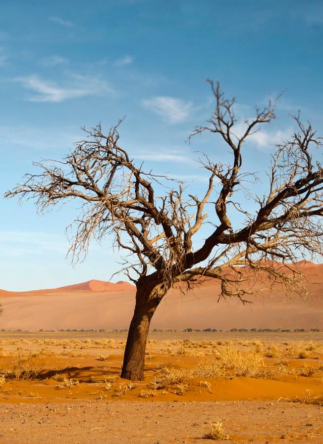 Namibia Rundreisen: Bäume in der Wüste Namibias