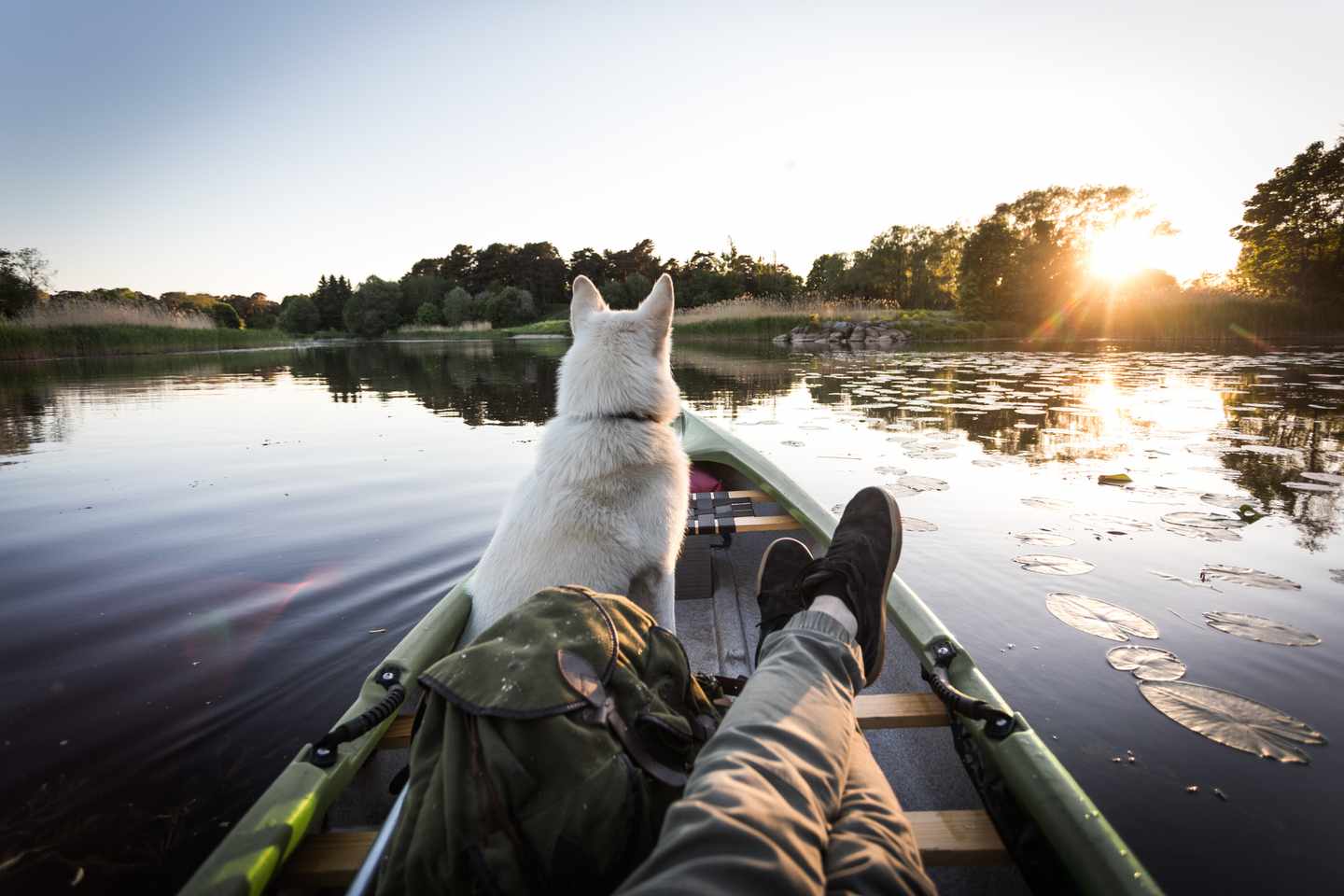 deutschland-hund-beim-kanufahren-g-966951480.jpg