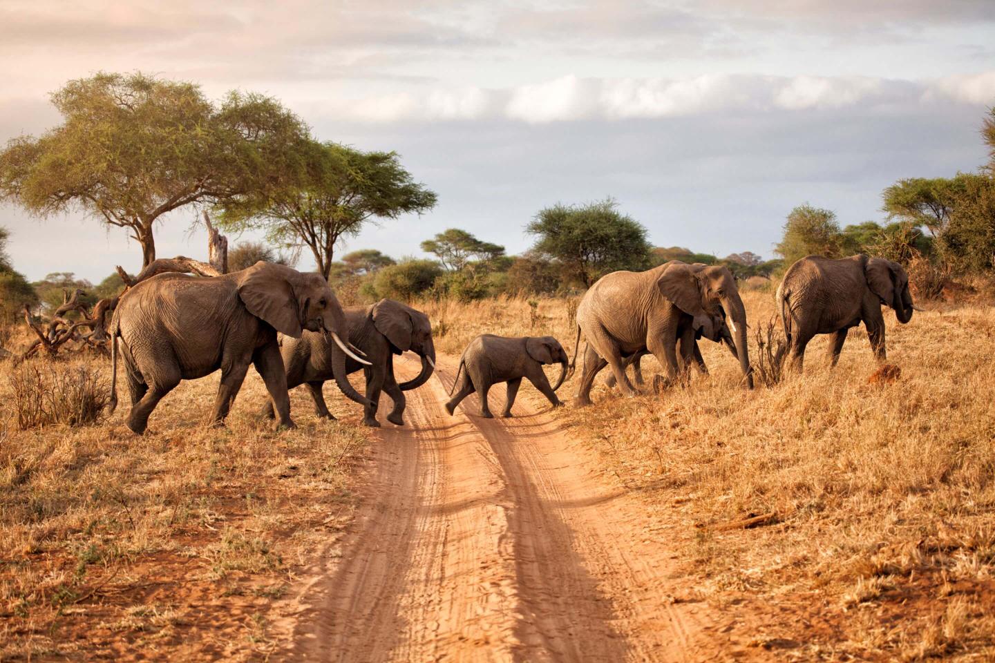 blt97941e9a6f40e992-afrika-tansania-nationalpark-elefanten-dertour-g-472058123.jpg afrika-tansania-nationalpark-elefanten-dertour-g-472058123.jpg