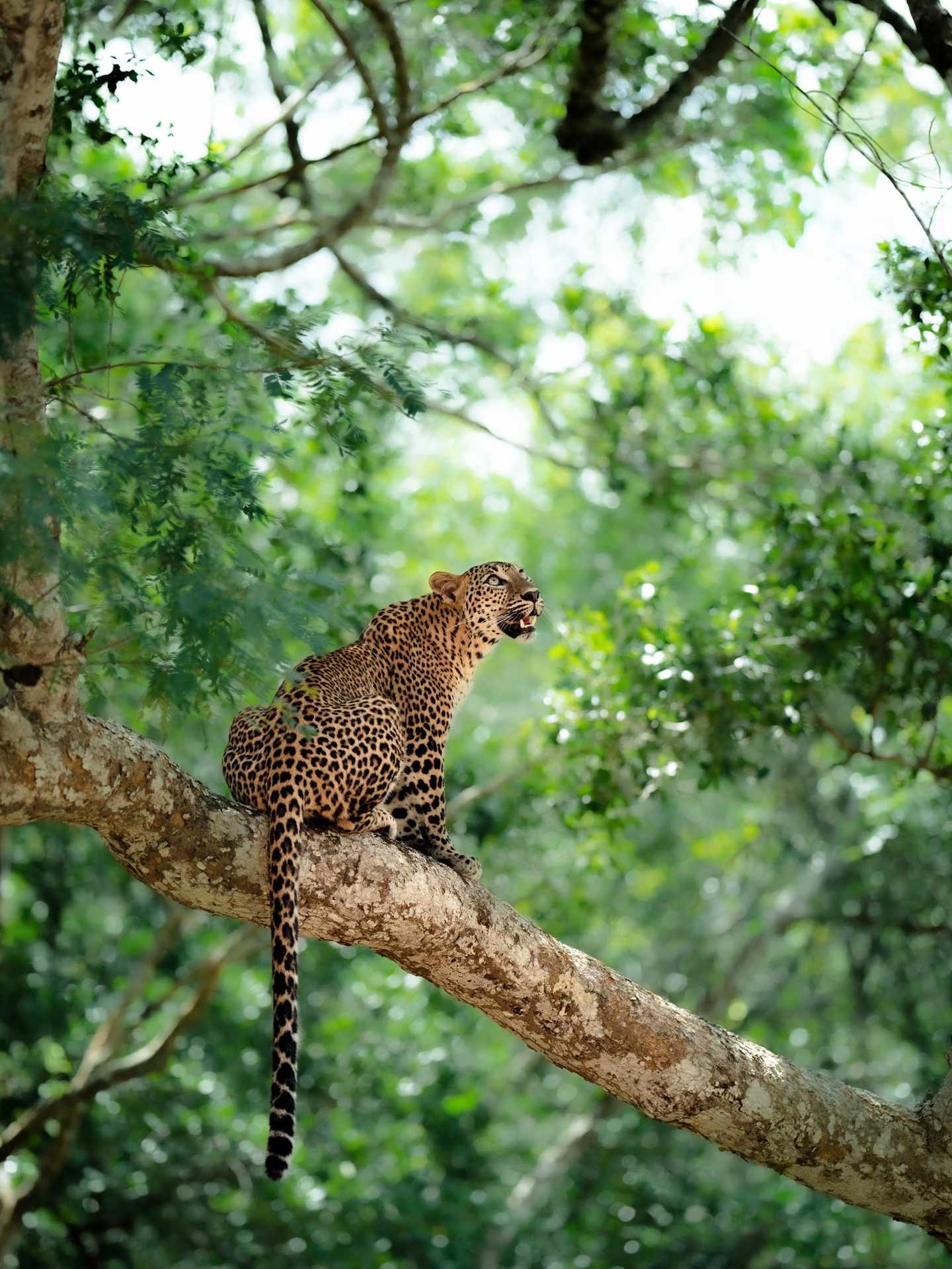 blt74d2e789a1d46c13-Sri-Lanka-Leopard-auf-Baumbank-g-1473679247.jpg Leopard auf einem Baum