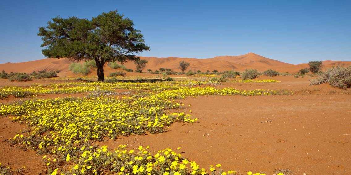 GettyImages-120902629 12.31.20.jpg Gelbe Wüstenblumen blühen zwischen rotem Sand und einem einzelnen Baum vor den Dünen der Namib in Namibia