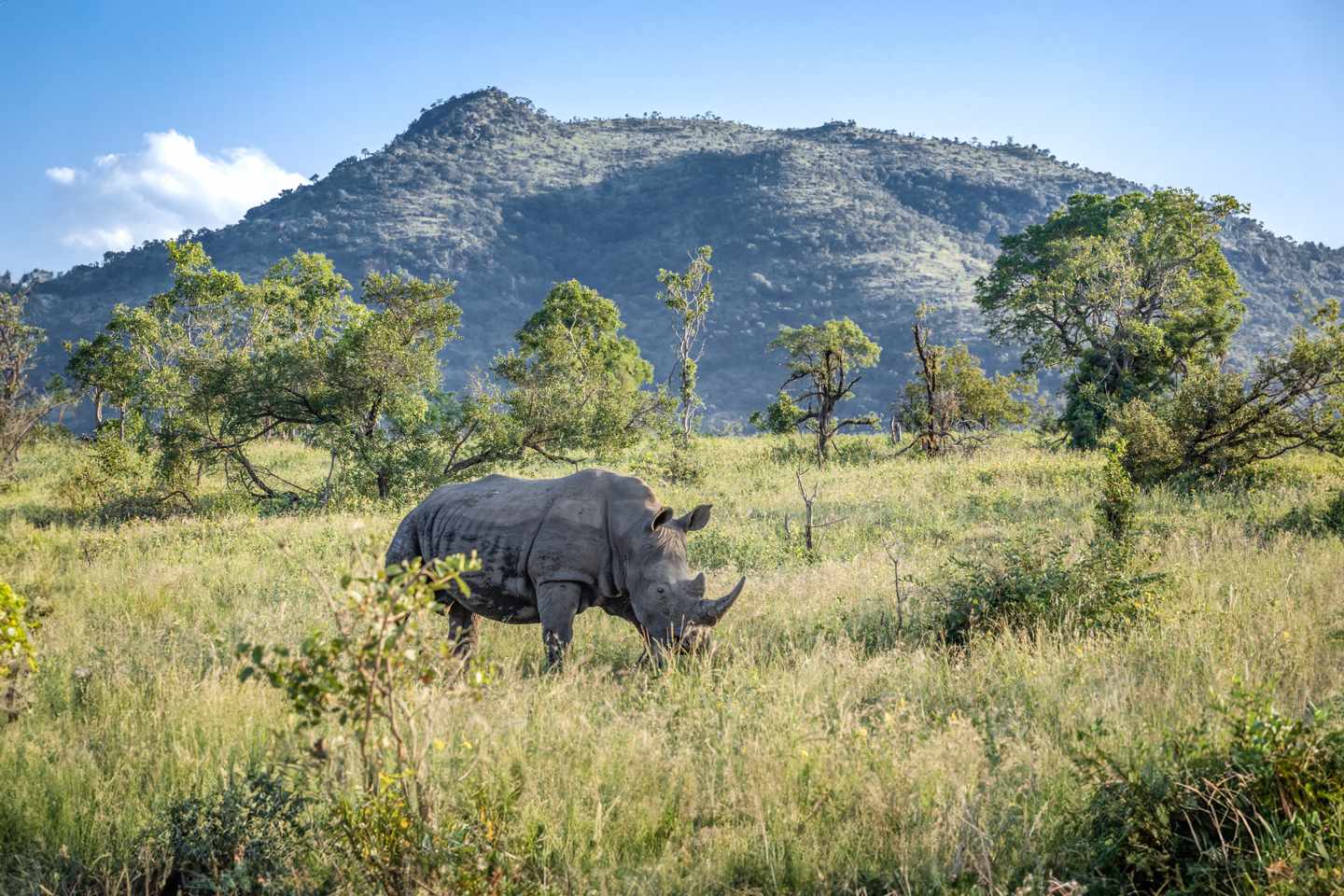 Nashorn im Kruger-Nationalpark