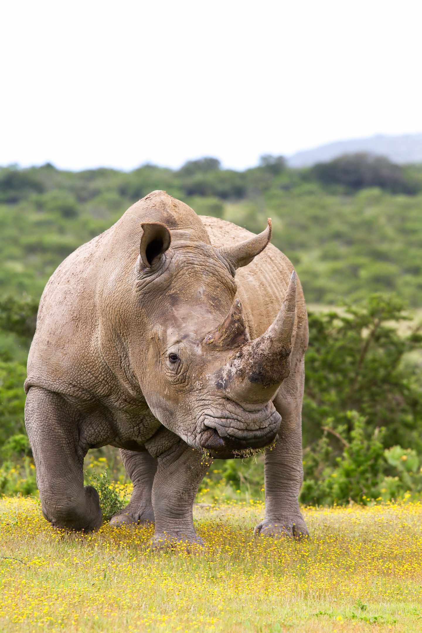bltd84a44586f5ce5f1-afrika-nashorn-big-five-g-125921885.jpg Erwachsenes Nashorn von vorn zu sehen