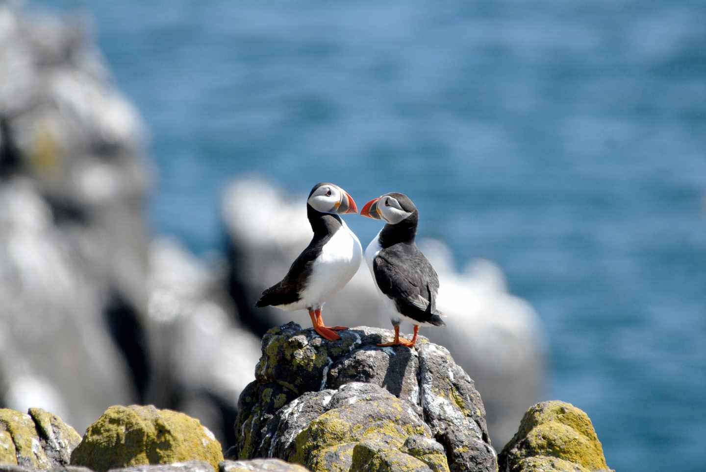 Schottland-Isle-of-May_Papageientaucher-g-465695958.jpg