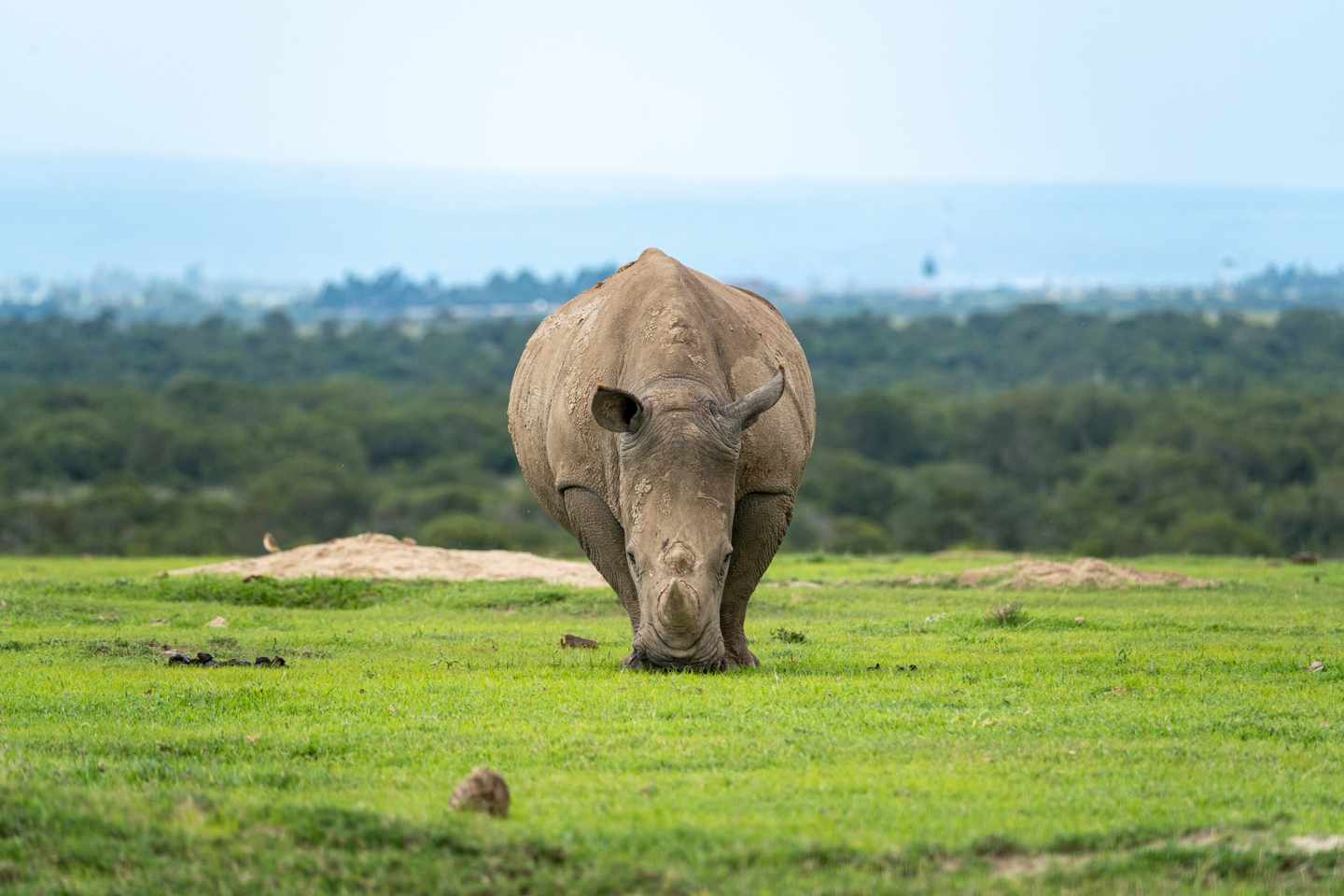 kenia-weisses-nashorn-ol-pejeta-conservancy-g-2157579445.jpg