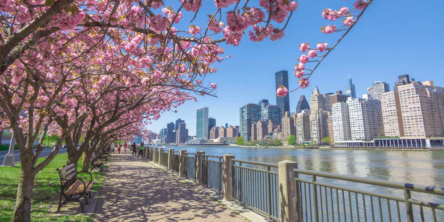 usa-new-york-kirschbluete-east-river-roosevelt-island-g-1332165305.jpeg