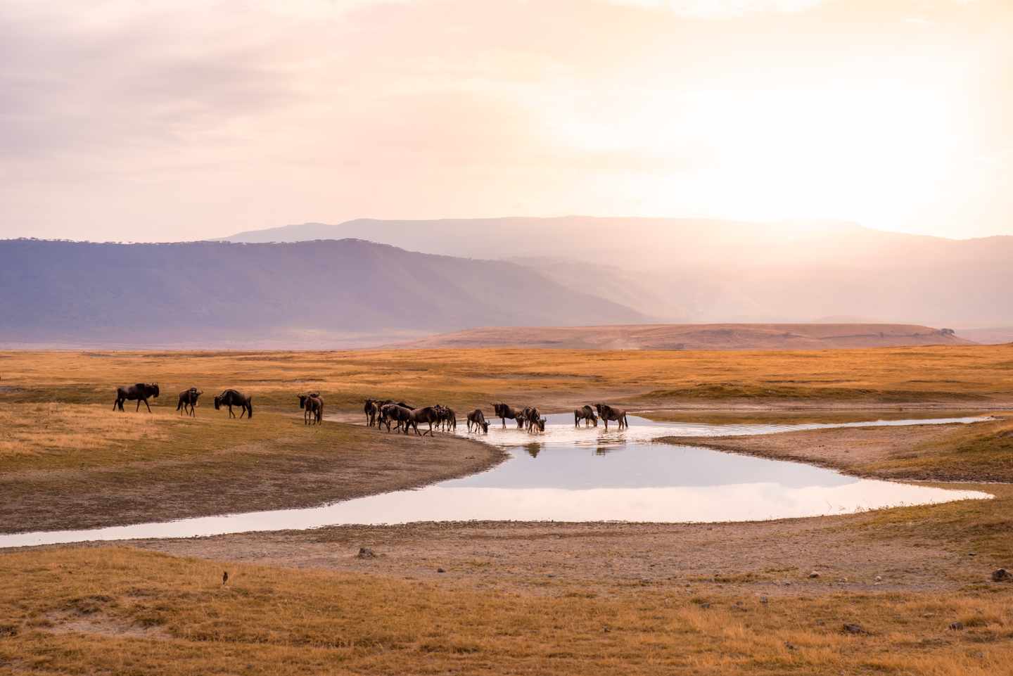 tansania-serengeti-np-gnus-ngorongoro-krater-g-1282285982.jpg