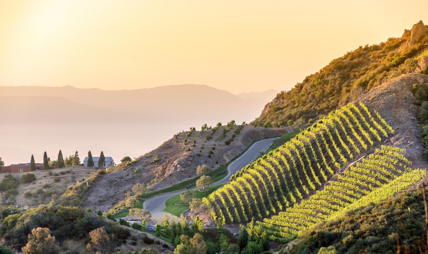 usa-los-angeles-sehenswuerdigkeiten-gsouthern-california-vineyards-g-836660804.jpg