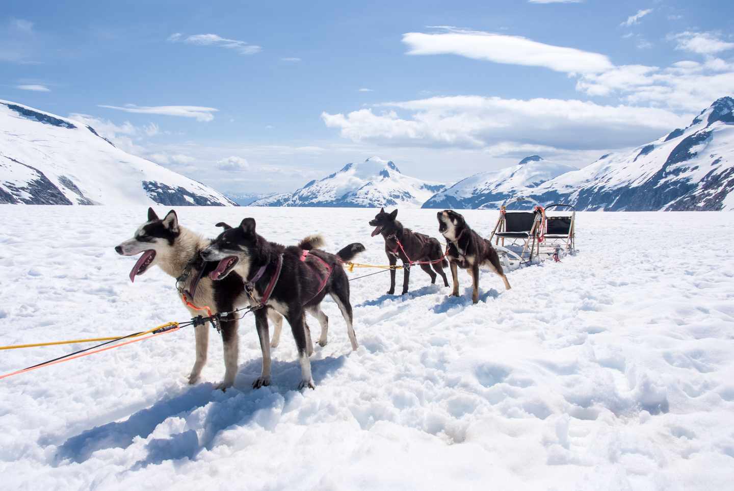 alaska-hundeschlittenfahrt-g-179252091.jpg