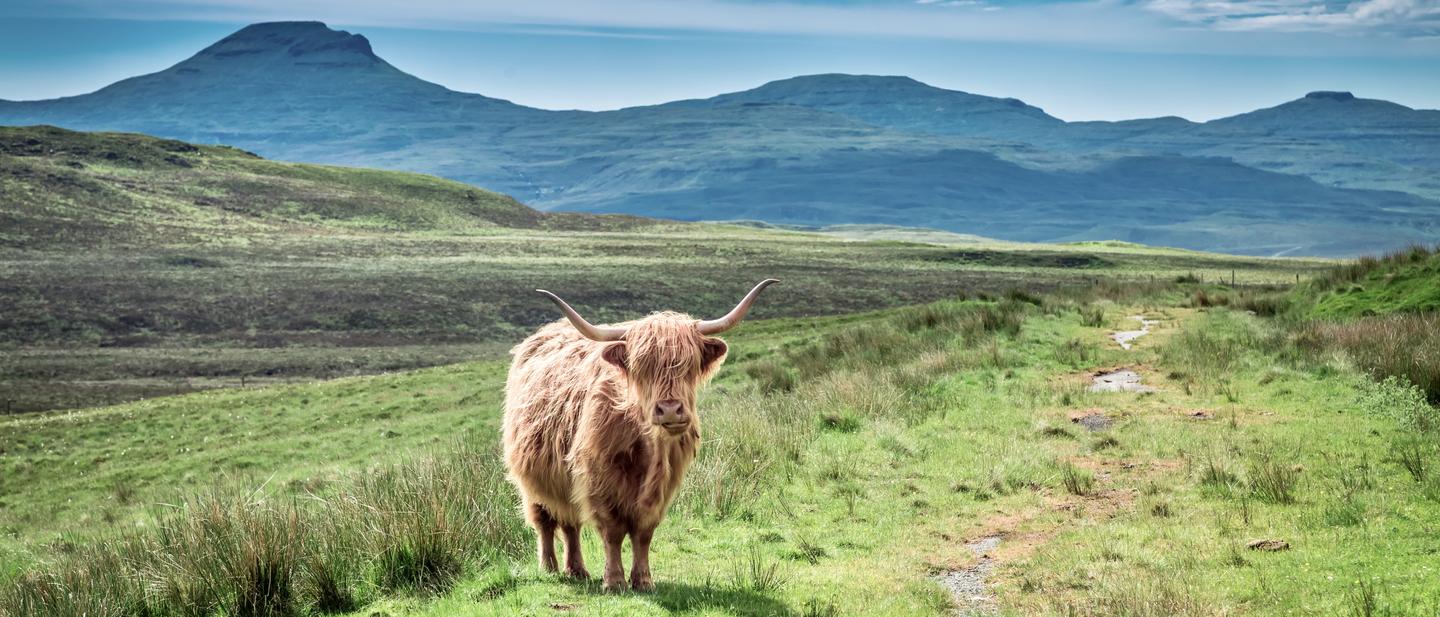 blt703e63851496ba32-coolcation-schottland-highland-rind-crop-g-966558576.jpeg coolcation-schottland-highland-rind-crop-g-966558576.jpeg