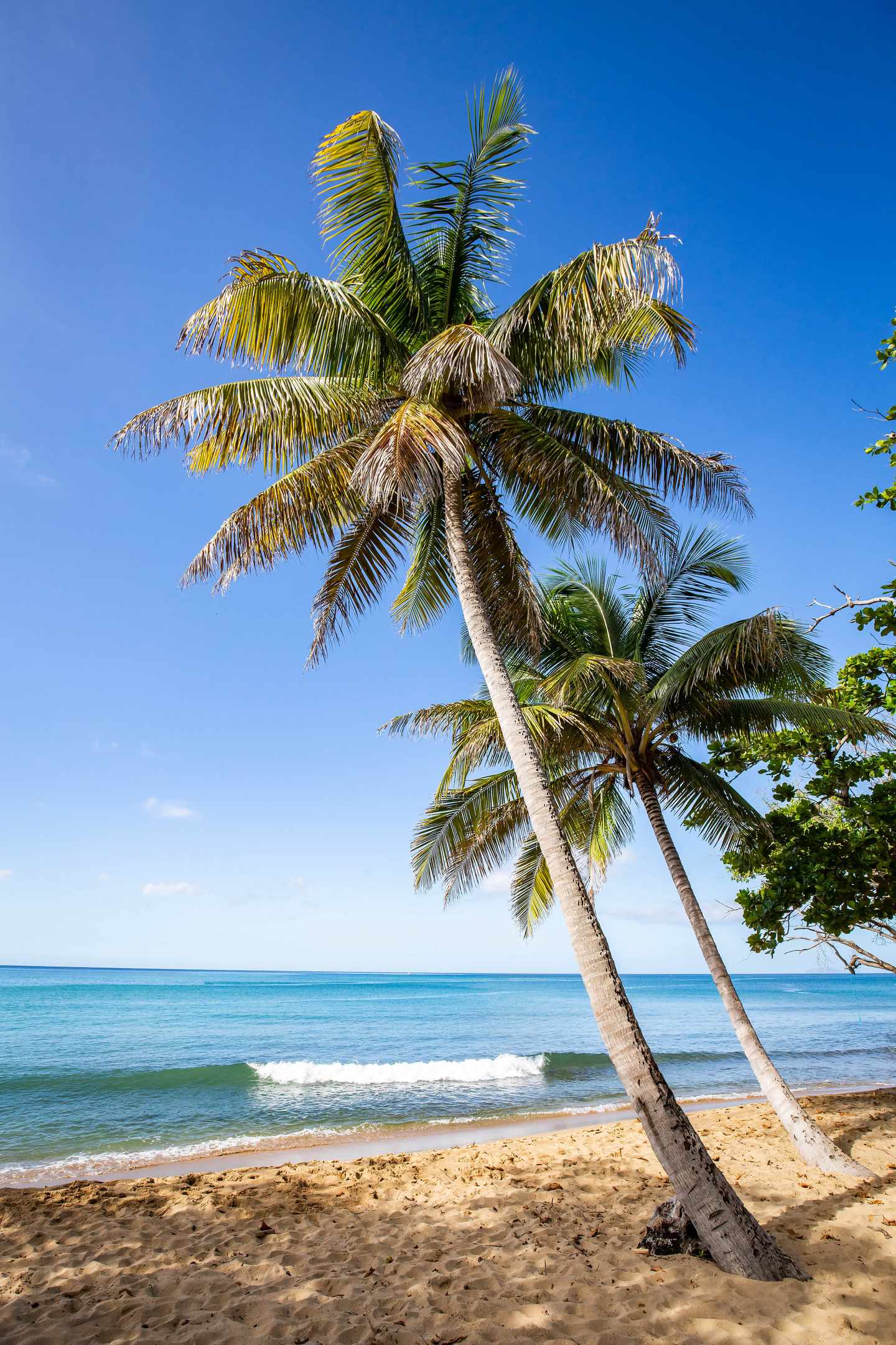 zwei Palmen am Strand von Puerto Rico mit klarem Himmel und strahlend blauem Meer im Hintergrund