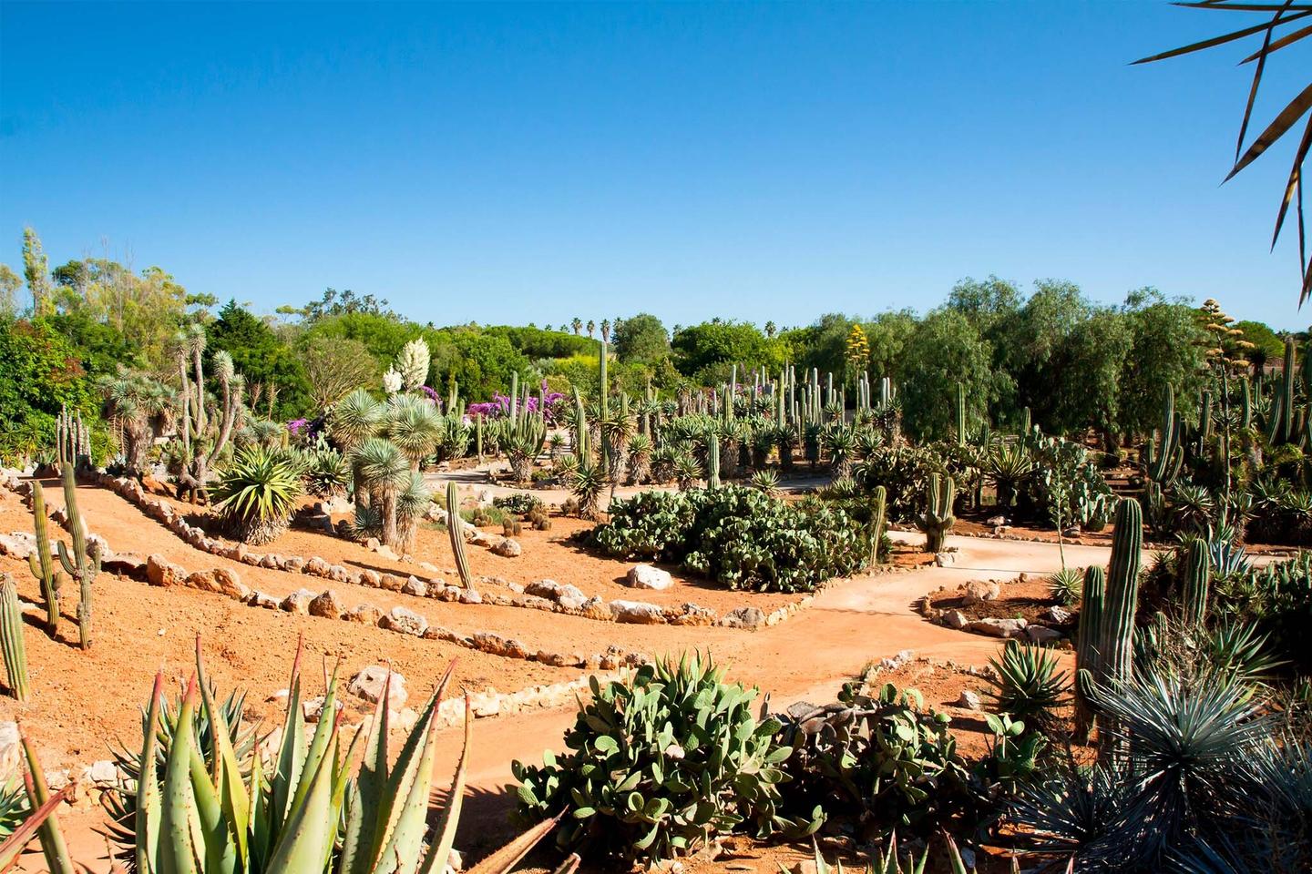 spanien-mallorca-parc-natural-sueden-kakteengarten-weg-durch-den-garten-g-832124478.jpg