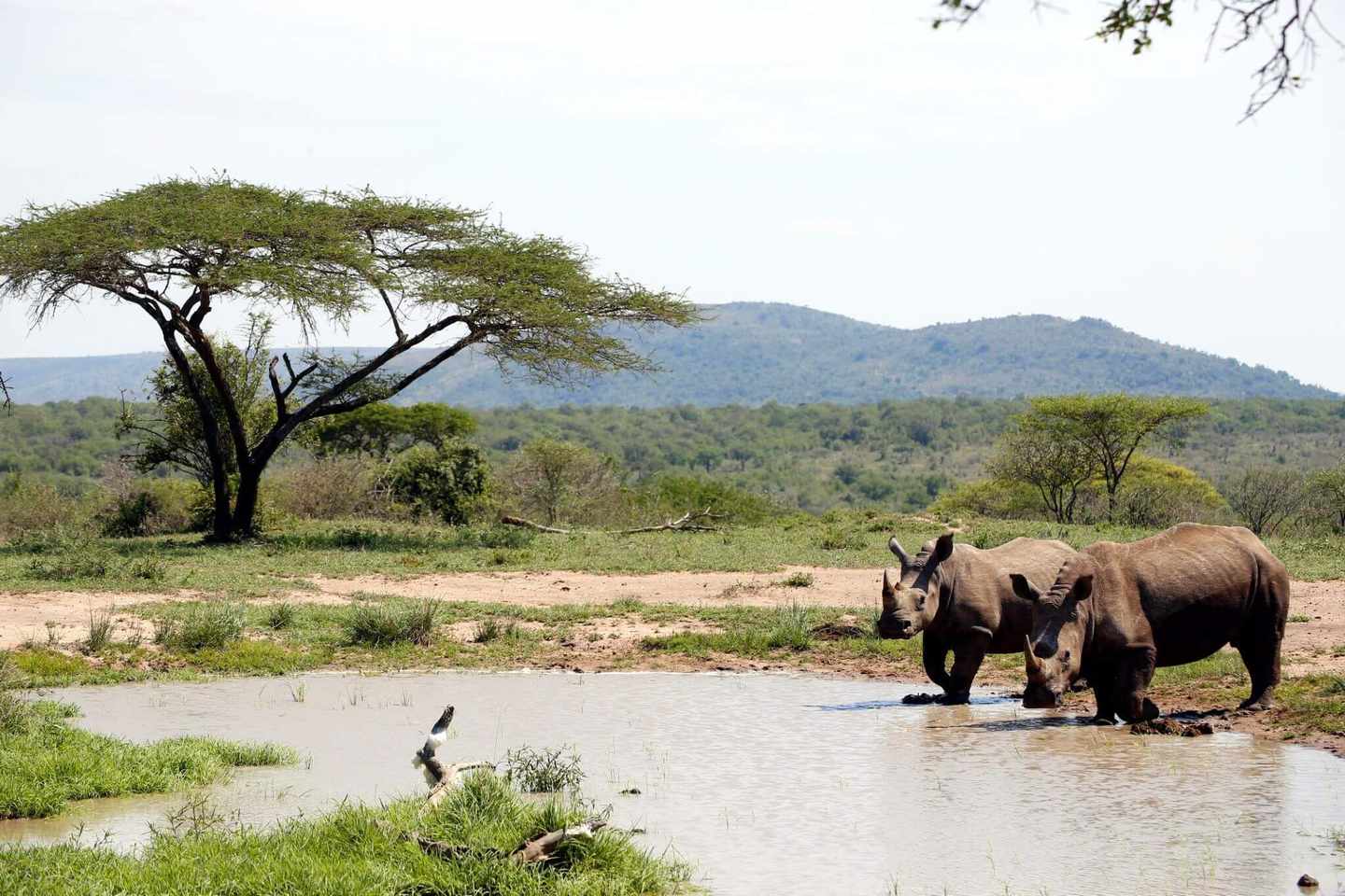 suedafrika-imfolozi-park-dertour-g-916079310.jpg