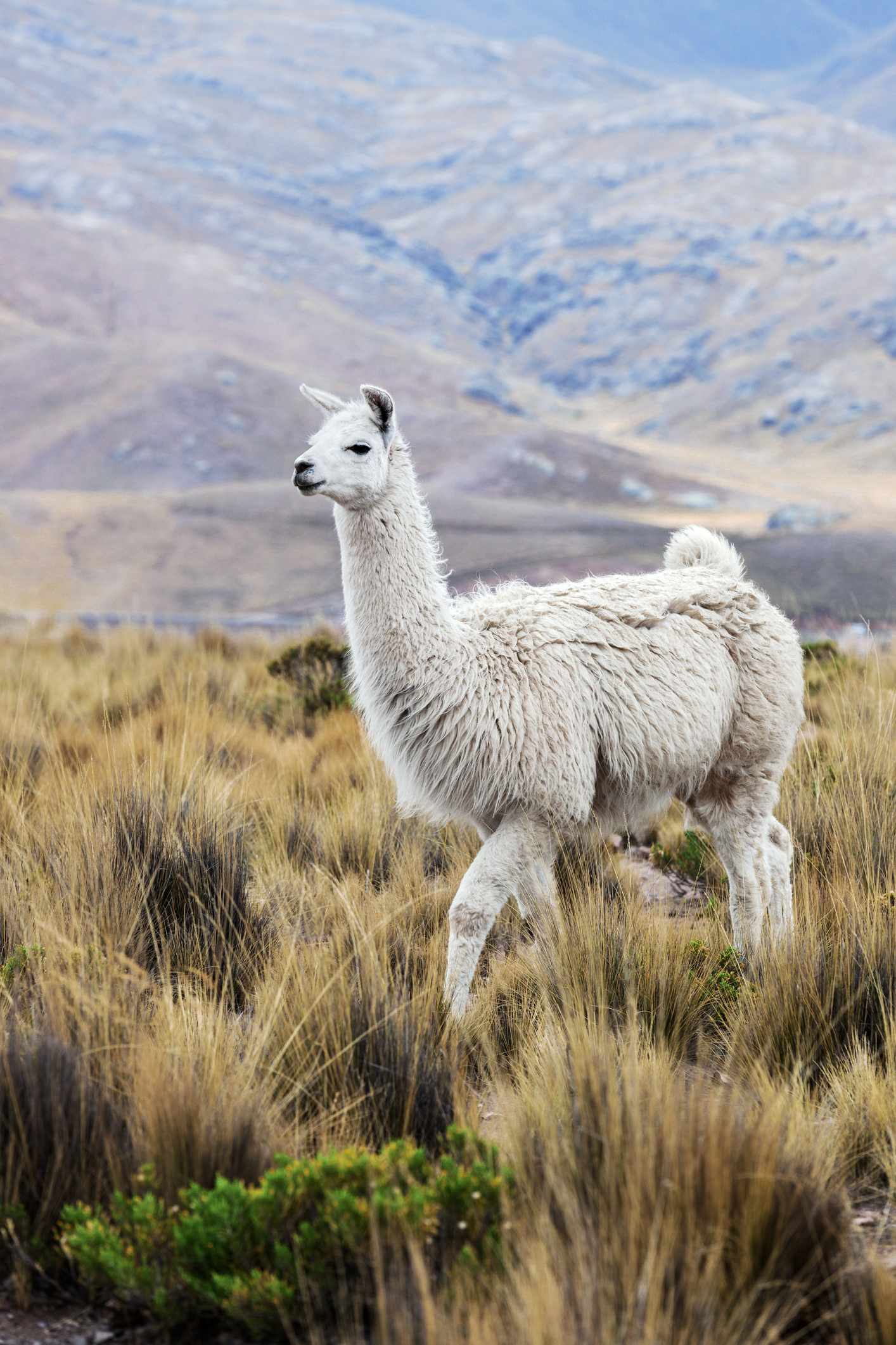 bltf15476181df29819-Peru-Lama-in-den-Bergen-g-1069953232.jpg Lama in Peru