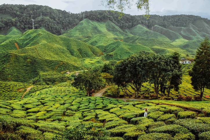 blt4658a6f331f41a08-malaysia-tee-plantage-landschaft-huegel-g-975200910.jpg malaysia-tee-plantage-landschaft-huegel-g-975200910.jpg