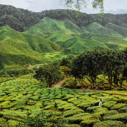malaysia-tee-plantage-landschaft-huegel-g-975200910.jpg
