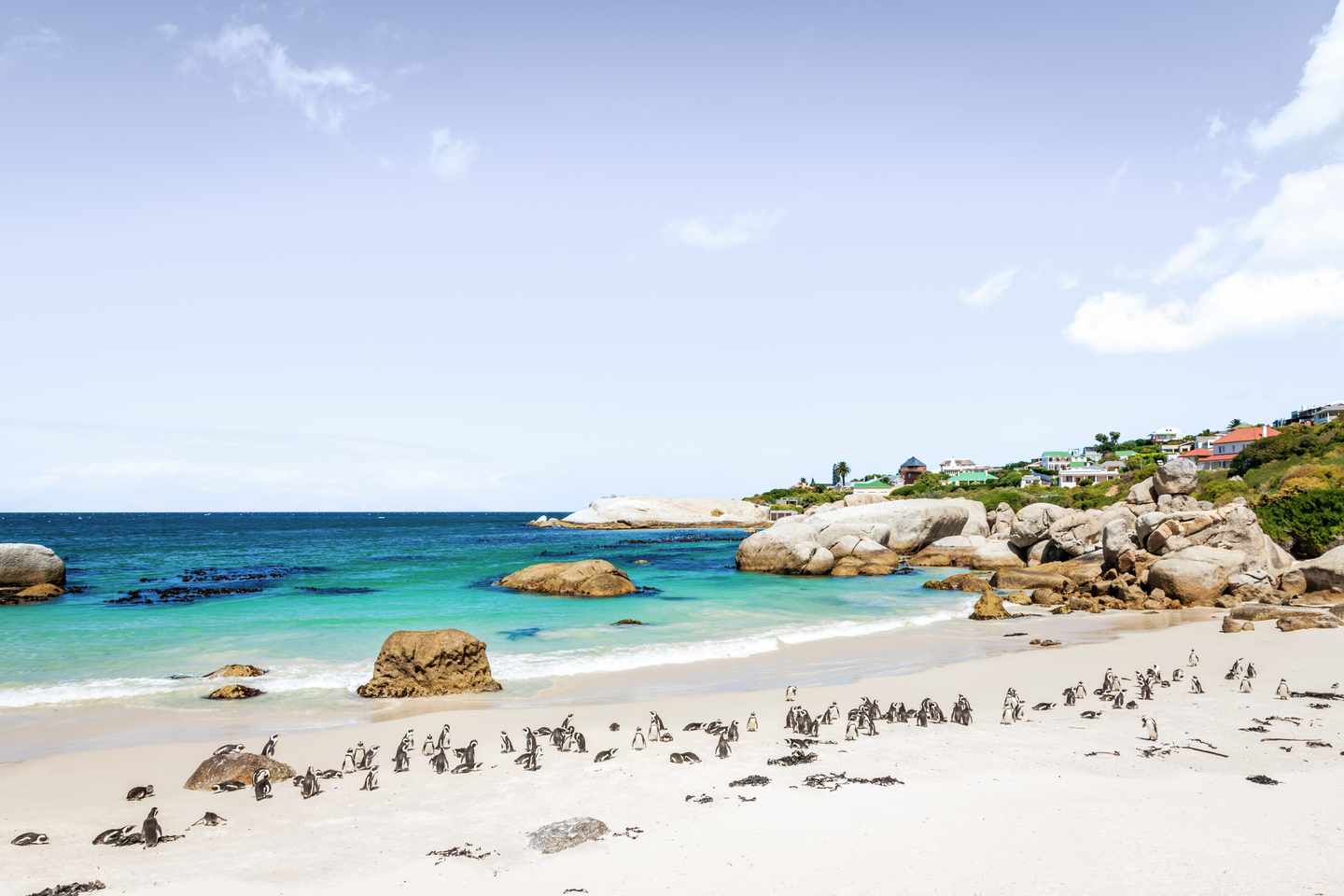 suedafrika-kapstadt-afrikanische-pinguine-am-strand-g-174854934.jpg