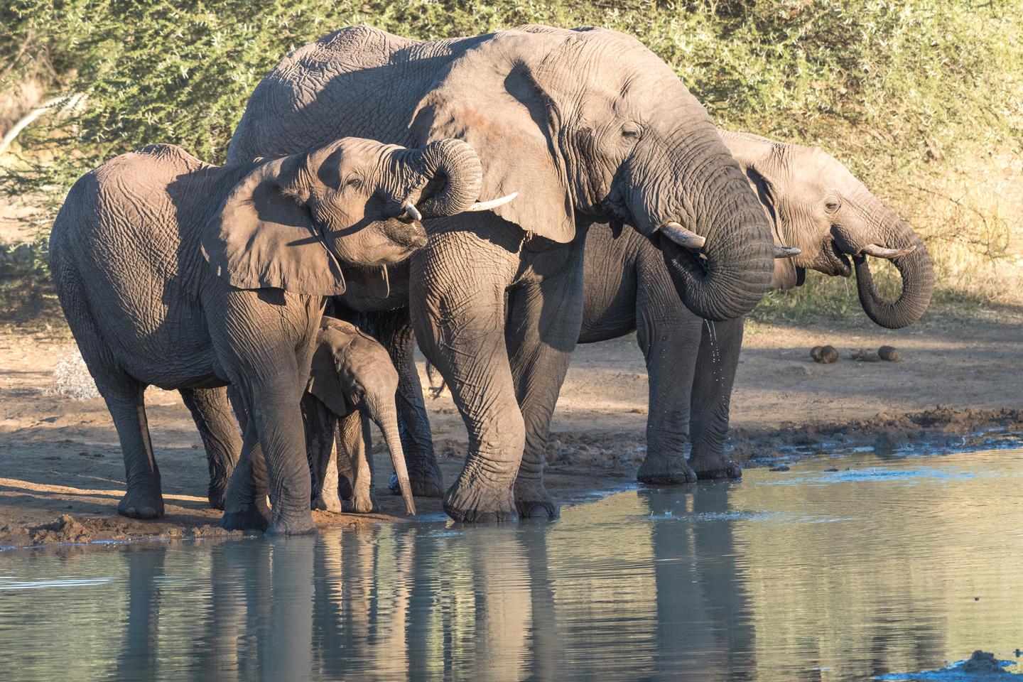 GettyImages-963830844.jpg Vier Elefanten stehen am Wasser und trinken  umgeben von Büschen-