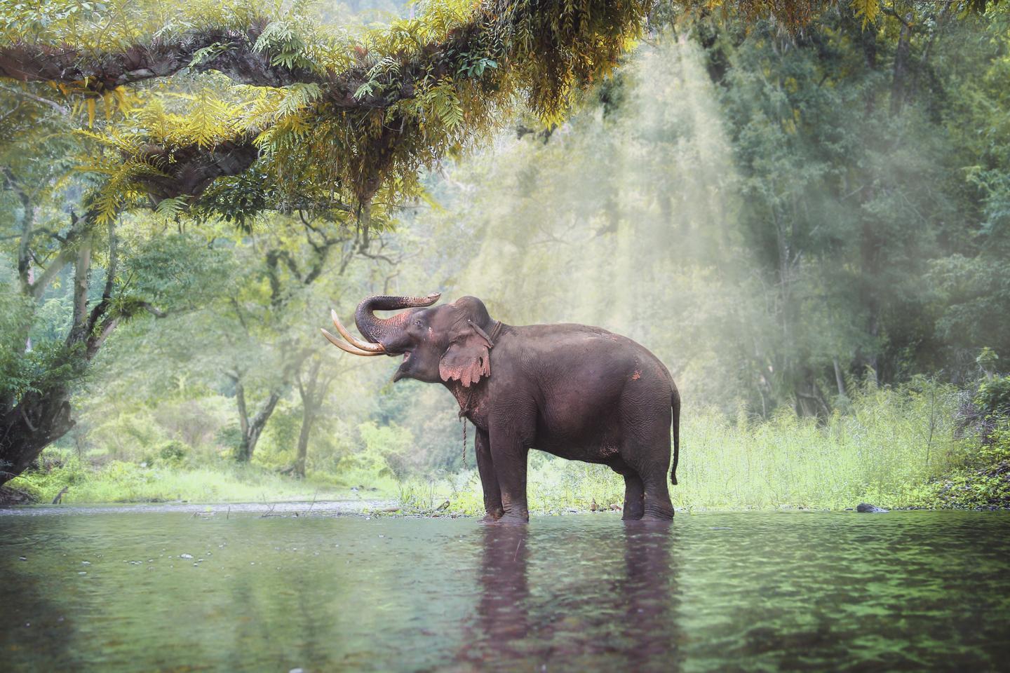 bltc68d9365328db1b4-thailand-chiang-mai-elefant-badet-in-fluss-g-520839324.jpeg thailand-chiang-mai-elefant-badet-in-fluss-g-520839324.jpg