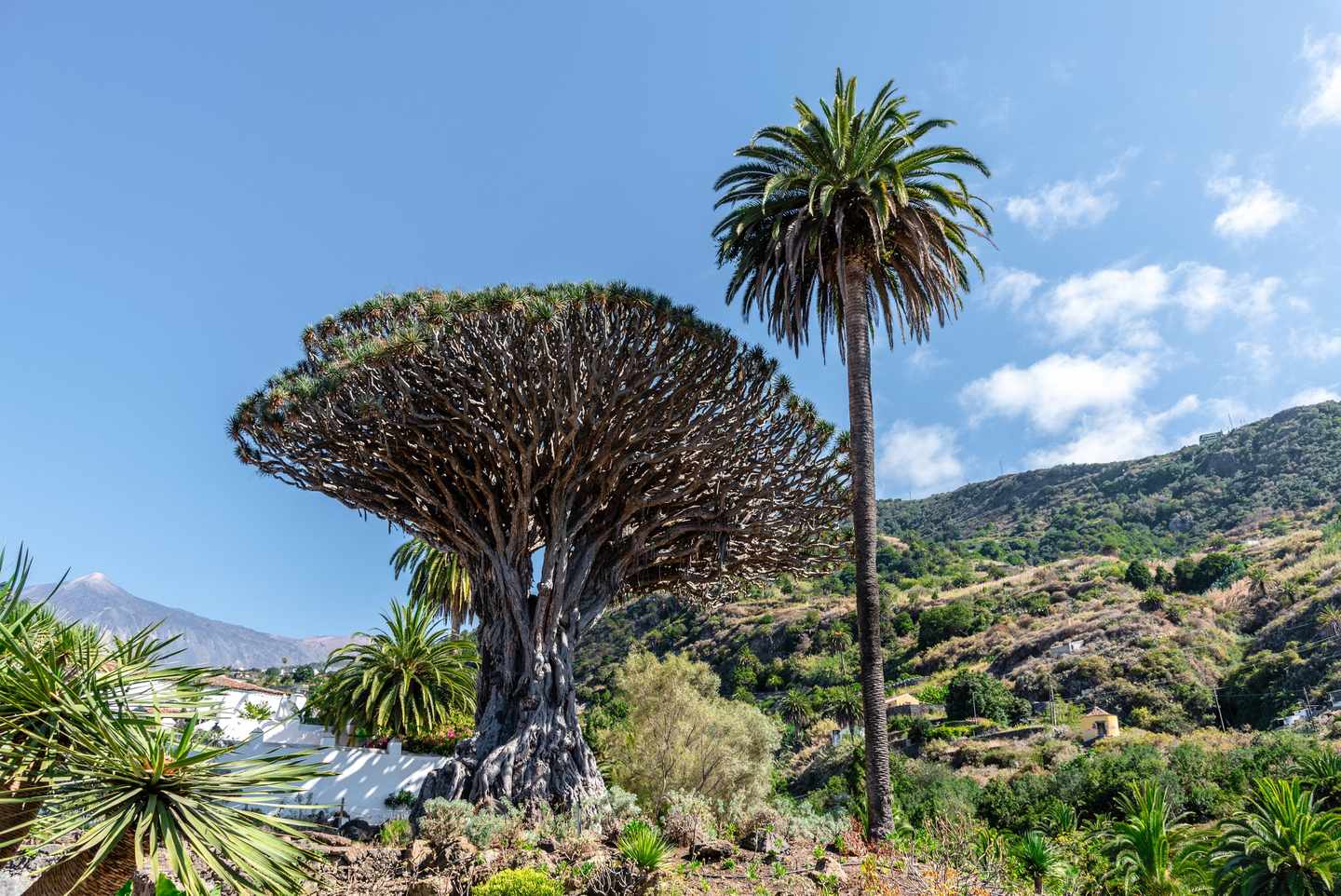 spanien-kanaren-teneriffa-icod-de-los-vinos-drago-milenario-baum-g-1400296663.jpg