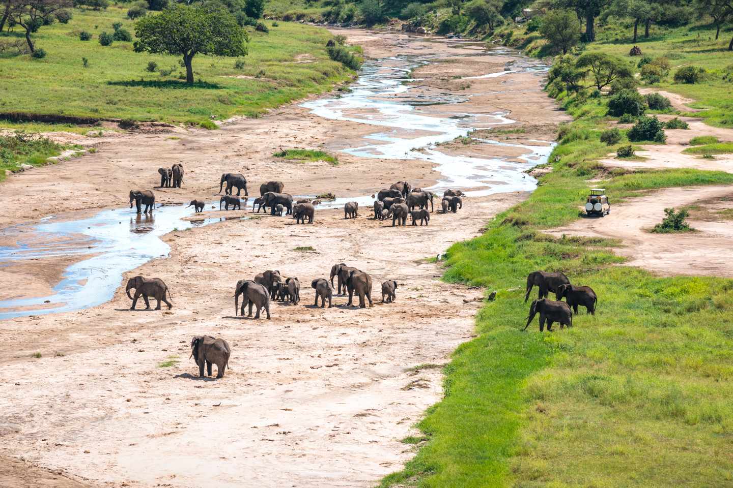 tansania-elefanten-tarangire-np-g-1197225182.jpg