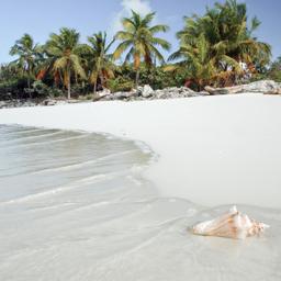 bonaire-strand-mit-muscheln-g-157404493.jpg