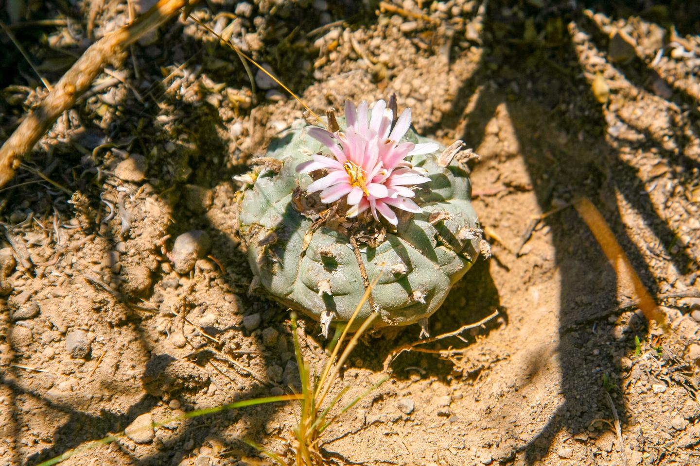 mexiko-peyote-pflanze-g-1219403197.jpg