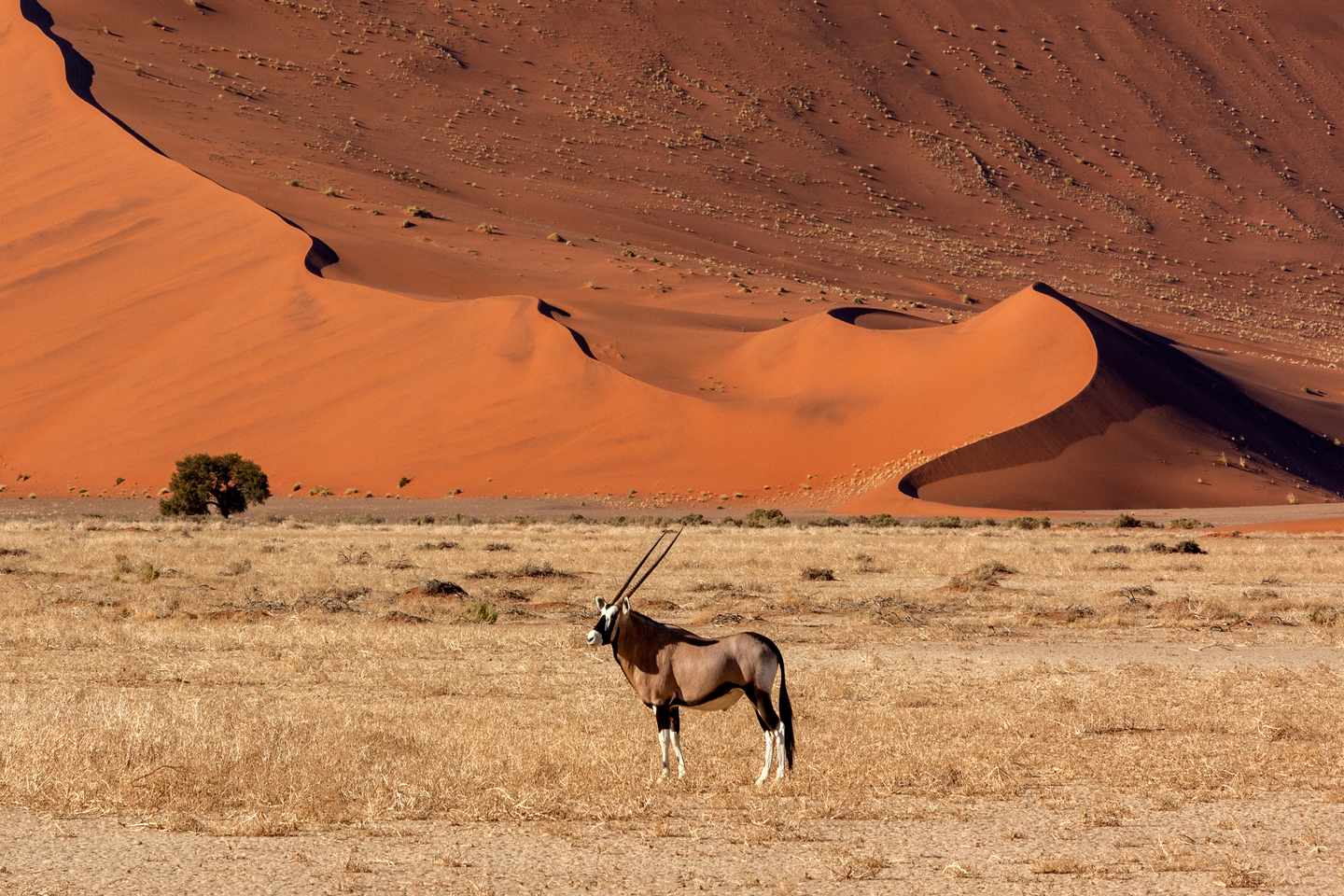 GettyImages-1184863142.jpg Oryxantilope vor orangefarbenen Sanddünen bei Sossusvlei im Namib-Naukluft-Nationalpark in Namibia