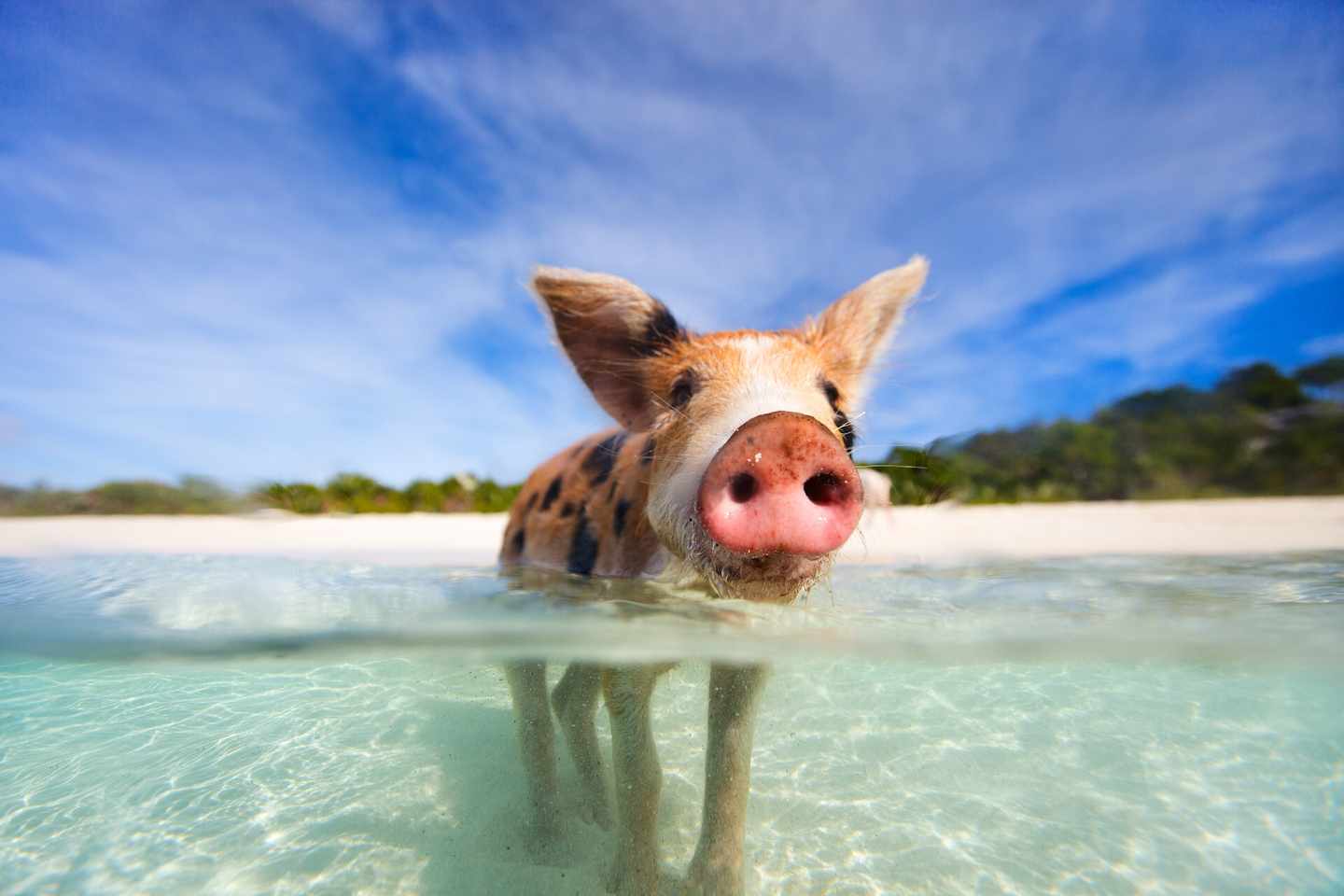 bahamas-pig-beach-klein-g-467436773.jpg