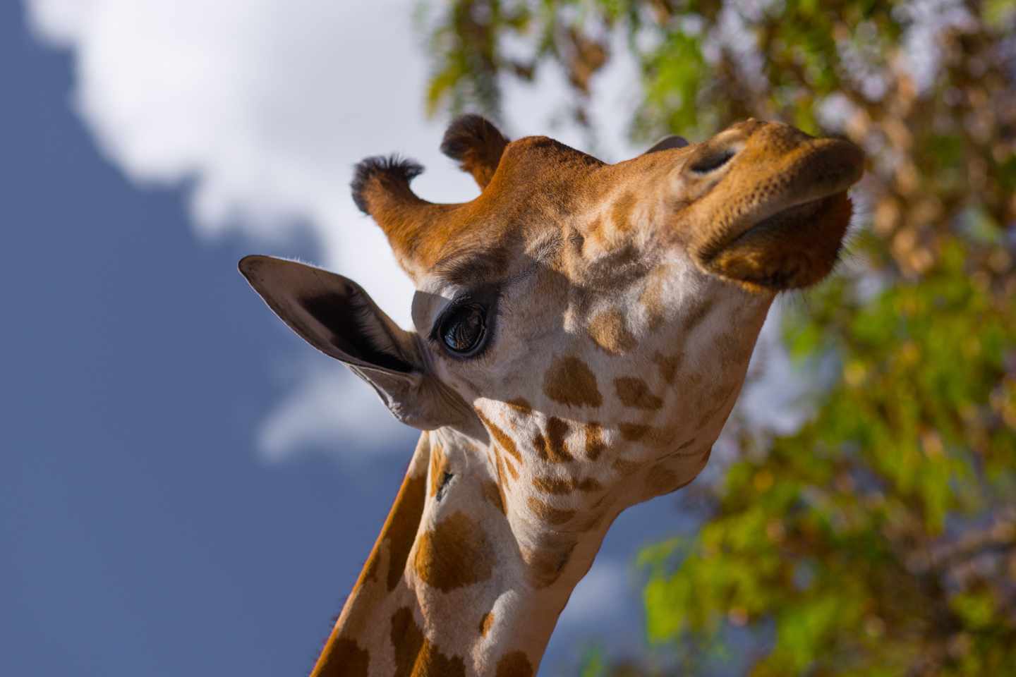 blt935d10eed99869bb-spanien-kanaren-fuerteventura-oasis-park-giraffe-g-943355202.jpg Giraffe im Oasis Park
