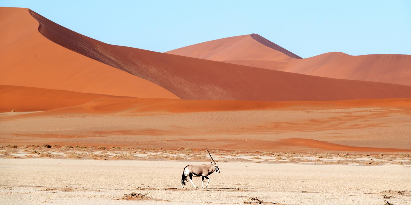 namibia-antilope-vor-dünen-namib-naukluft-nationalpark-g-1153951802_bearbeitet-2.jpg