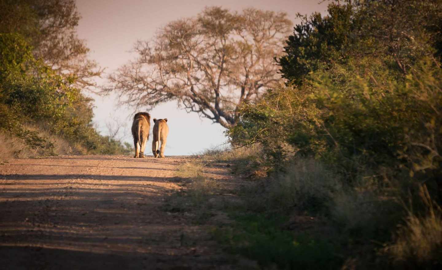 suedafrika-krugerpark-loewen-g-645459094.jpg