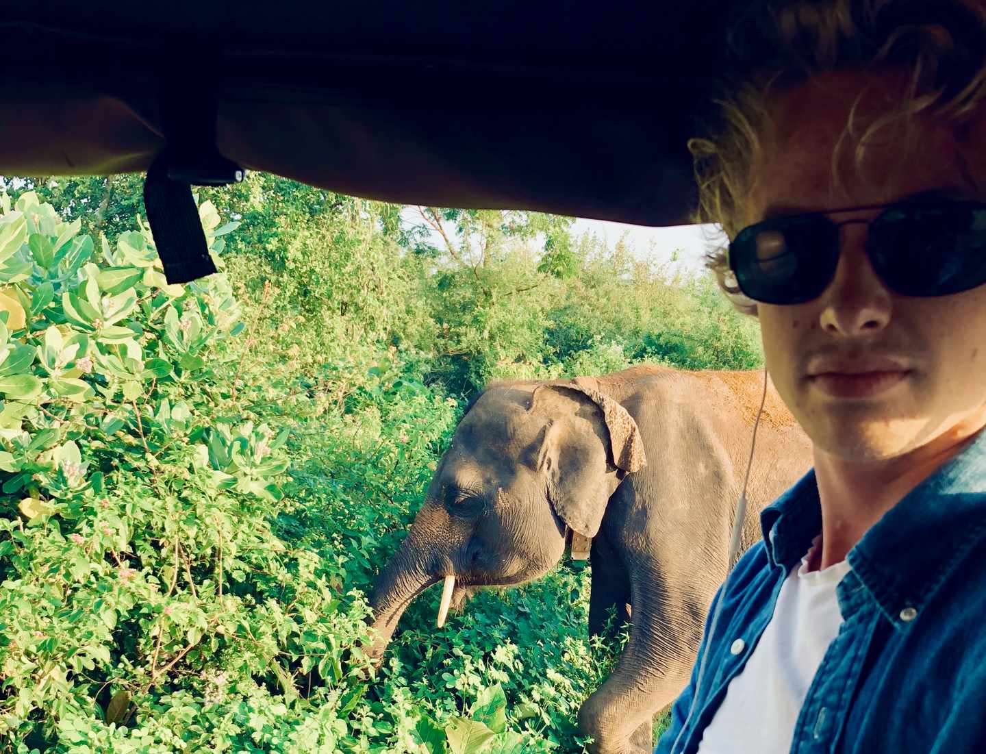 stars-auf-reisen-isak-danielson-sri-lanka-elefant.jpeg